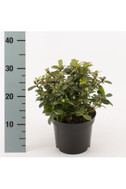 Саджанець Рододендрон Принцеса Анна